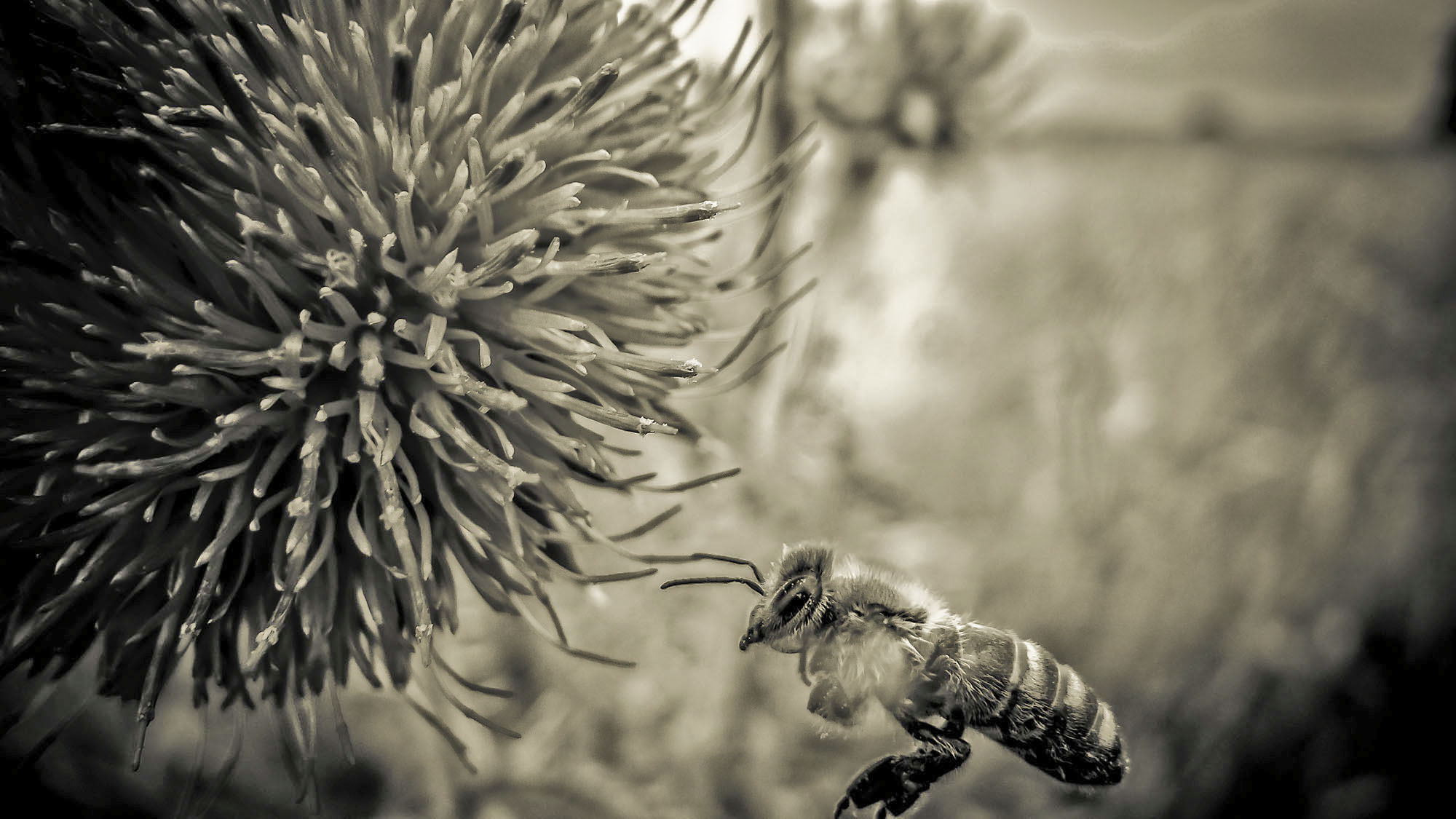 Biene im Anflug auf eine Distel