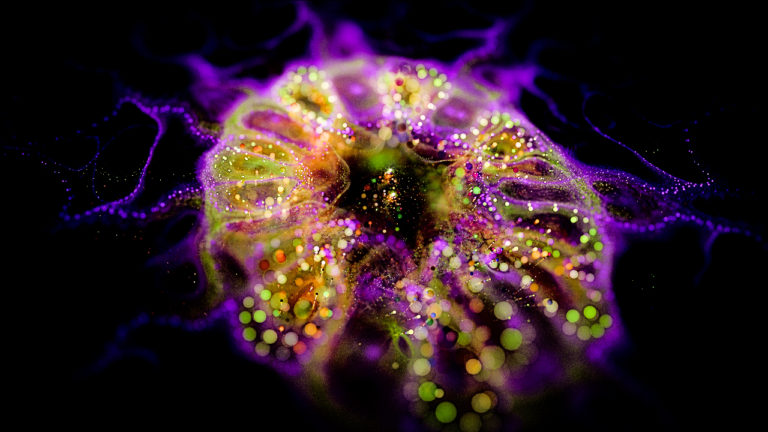 JWildfire Fraktal, JWildfire Fractal