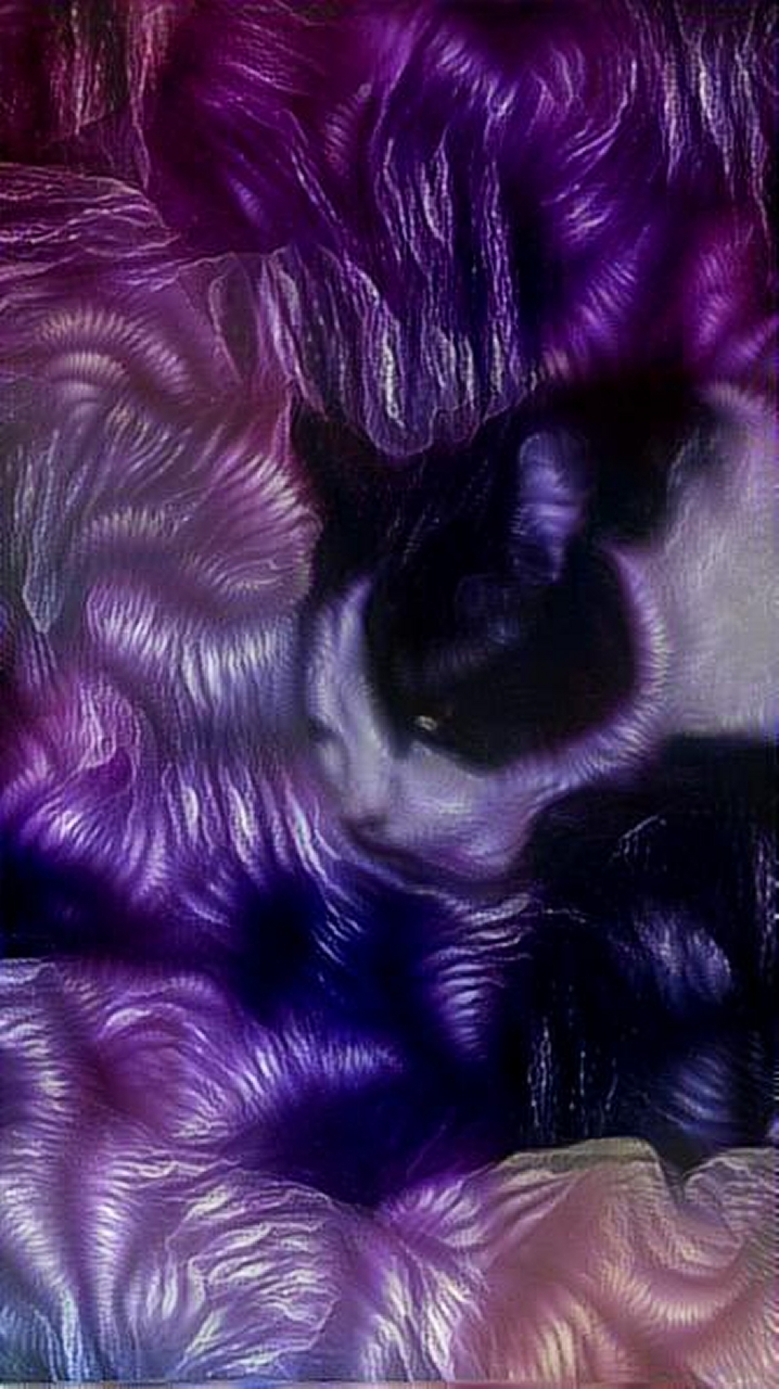 dreamscope Die zugelaufene Katze