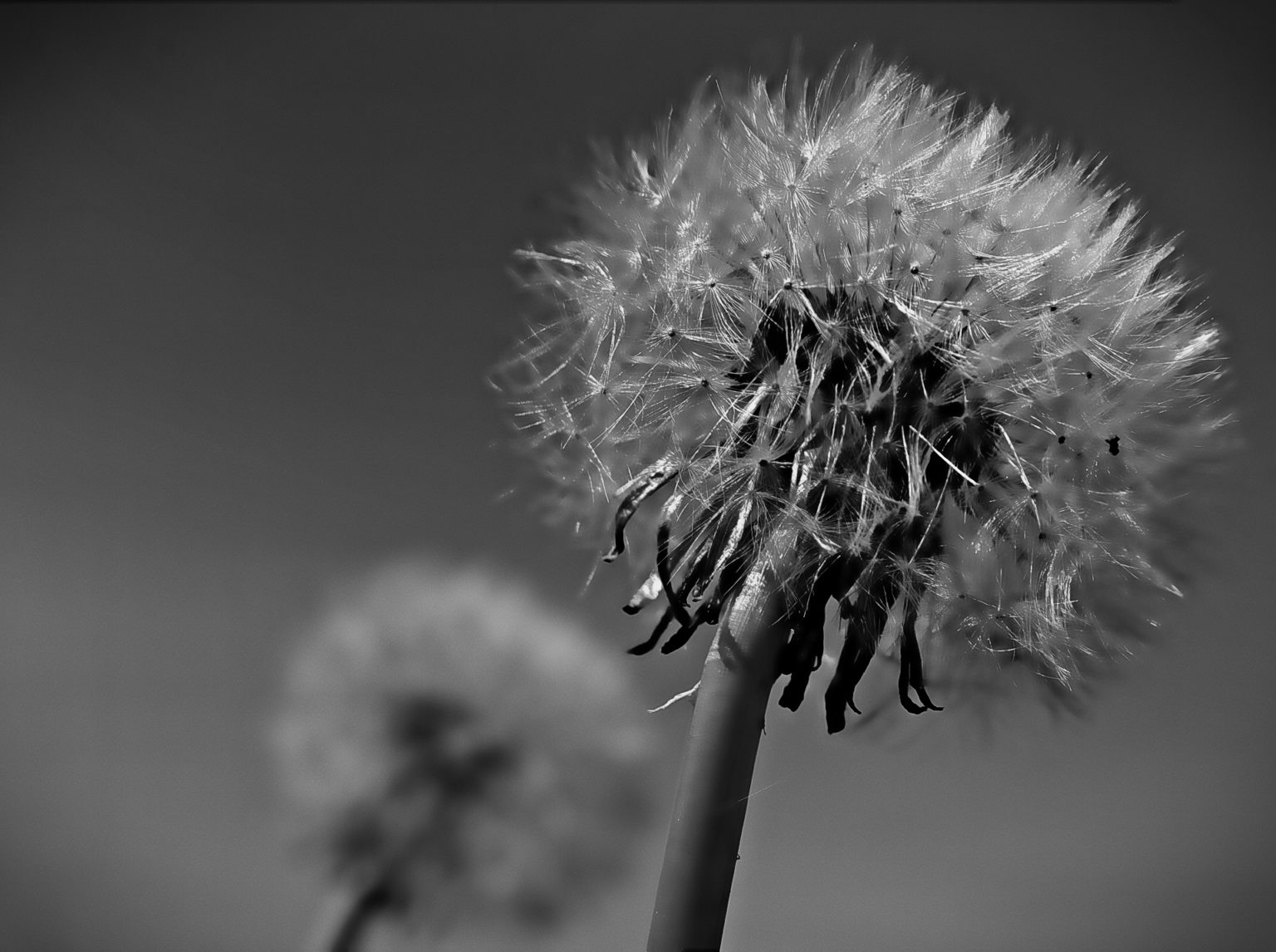 Pusteblume