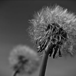 Pusteblume