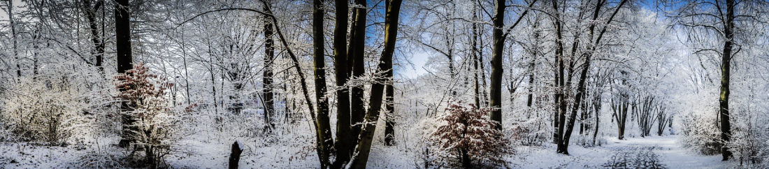 Winterpanorama in der Hasenheide